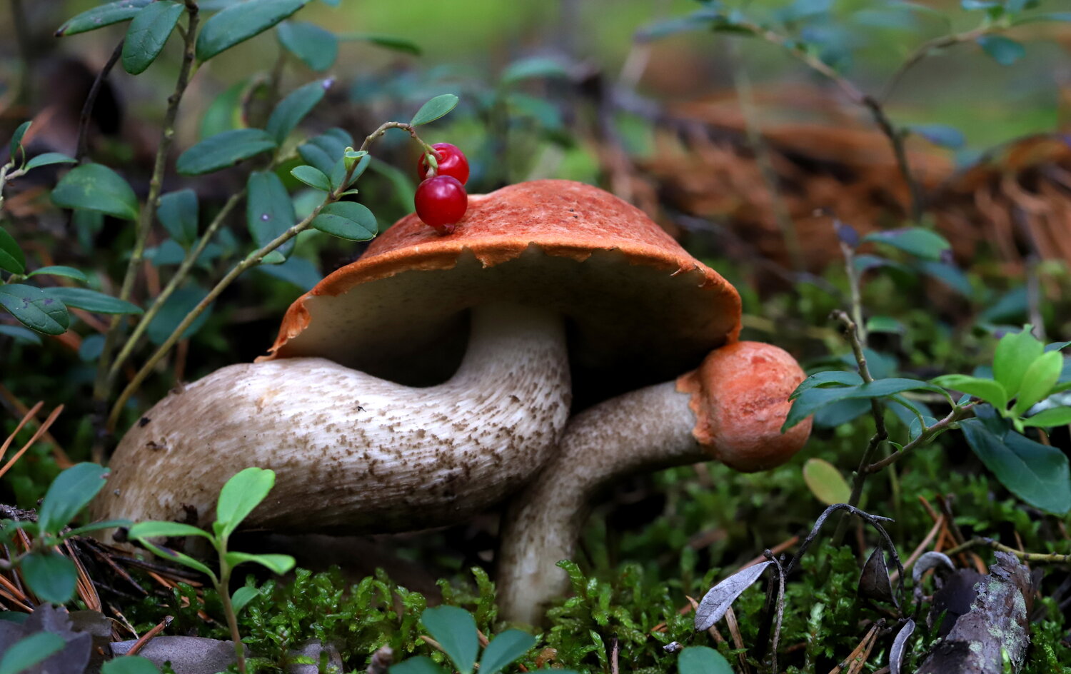 Photo #13970027