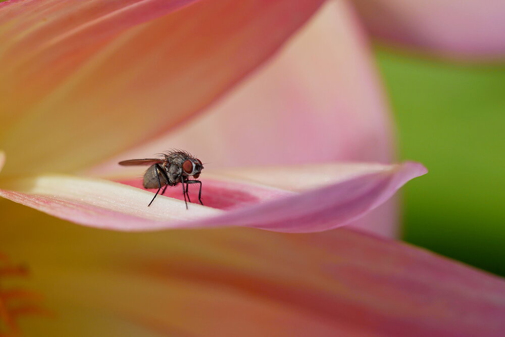 Photograph by Владимир Лобанов