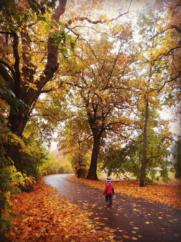 Little Child Walking on Autumn Path Covered with Fallen Orange Leaves