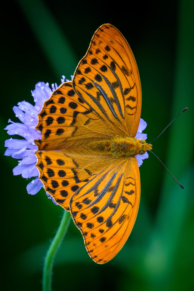 Photograph by Вячеслав Ладанов