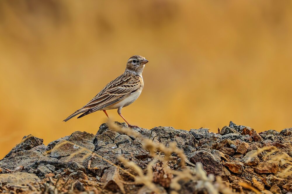 Photograph by Shalini Jain