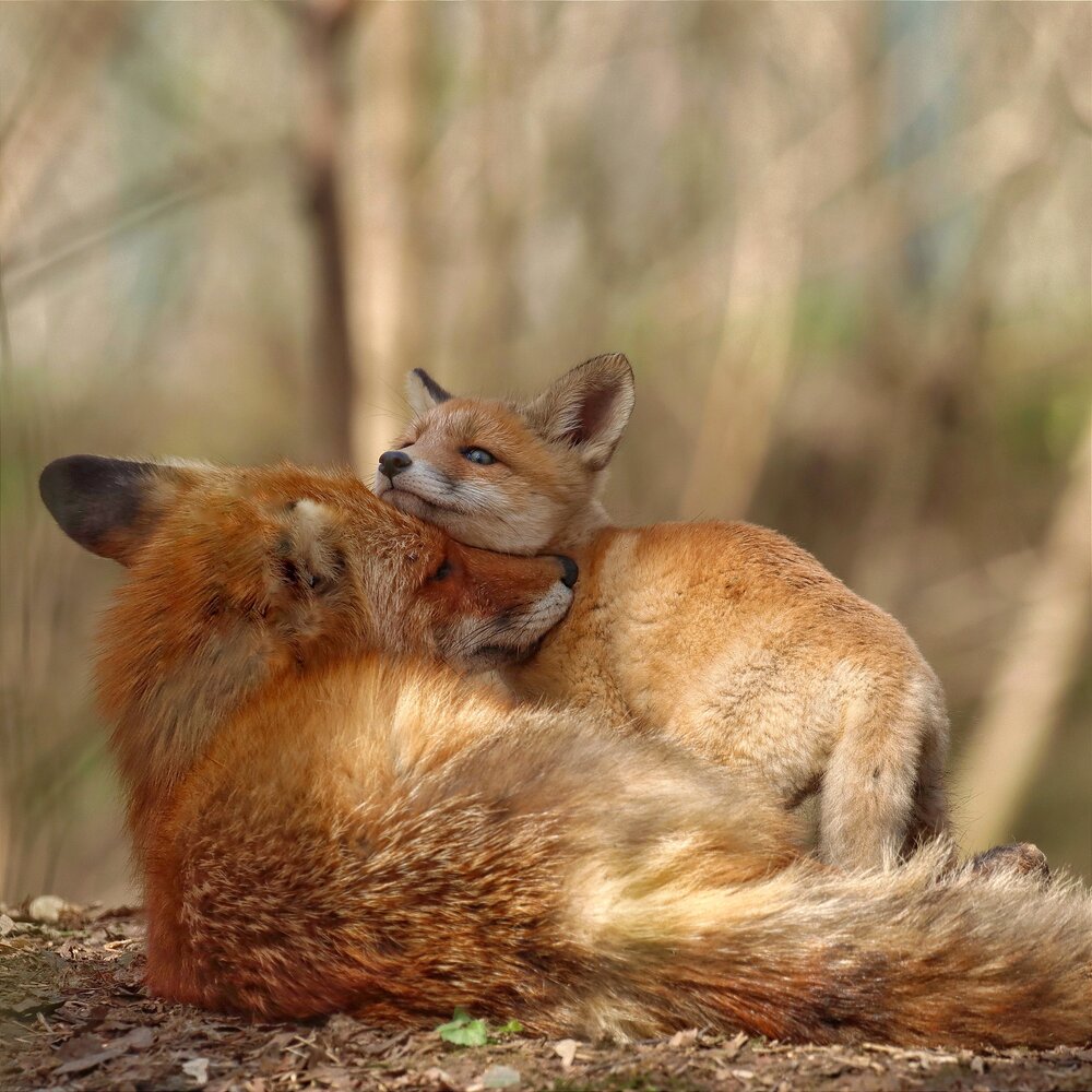Photograph by Антонов Игорь