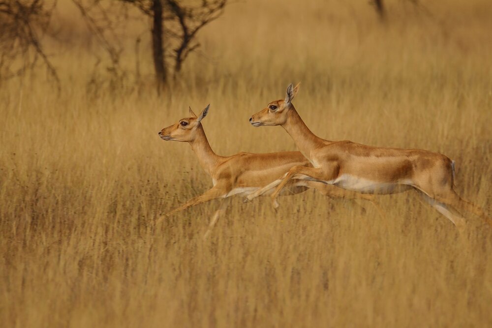 Photograph by Shalini Jain