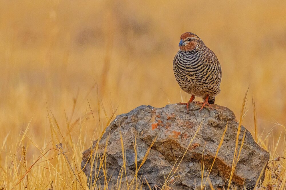 Photograph by Shalini Jain