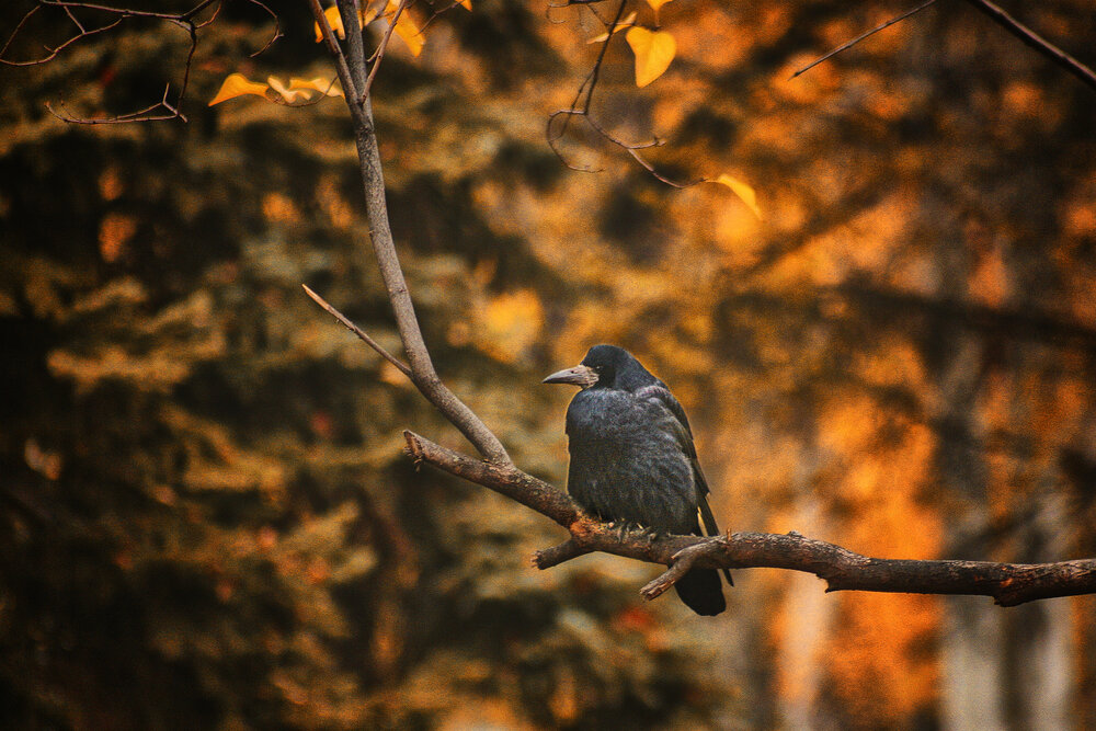 Photograph by Vitaliy Saposhnikov