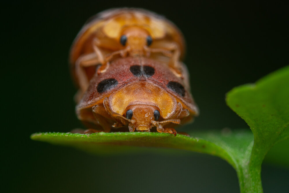 Photograph by achmad kamal kamal
