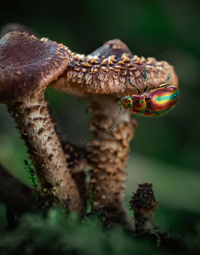 Photograph by Mahdi Mahdi Pour