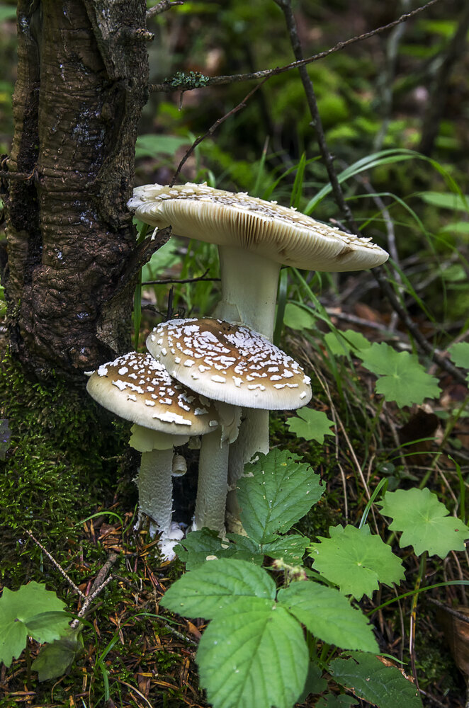 Photograph by Роман Приходько