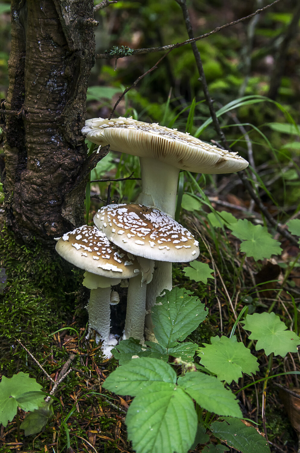 Photo #13970432