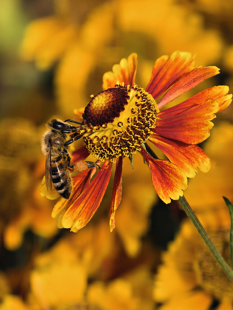 Photograph by Елена Чулюнина