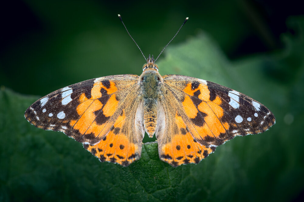 Photograph by Сергей Алексеев