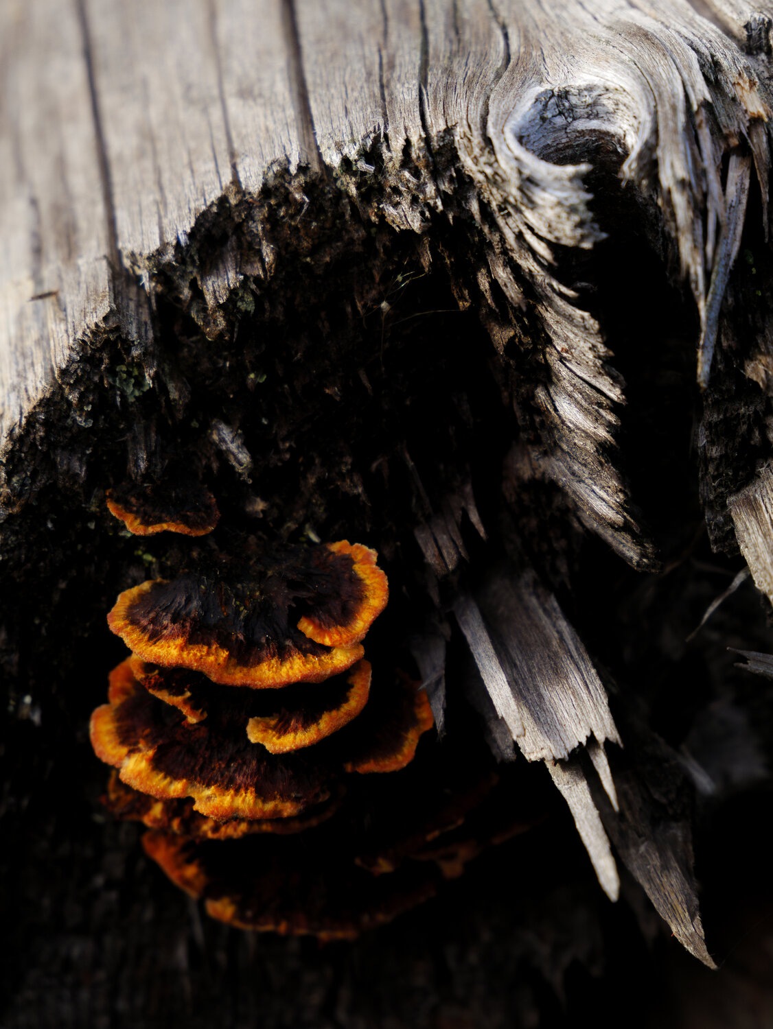 Photo #13970633