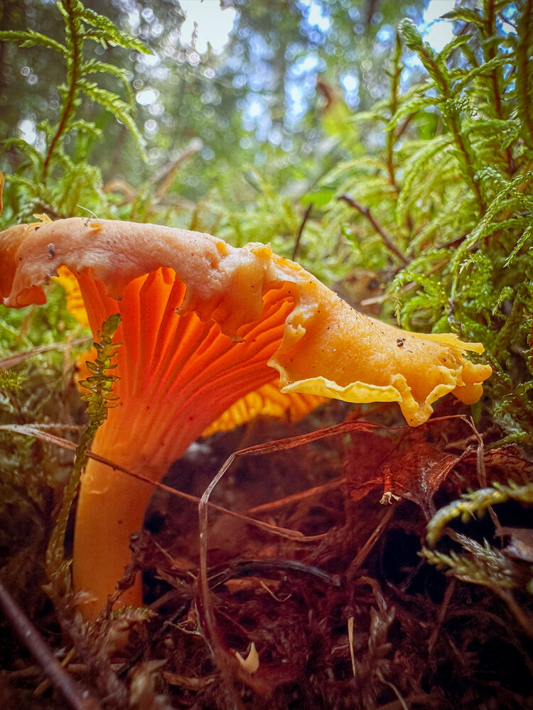 Photograph by Екатерина Козлова