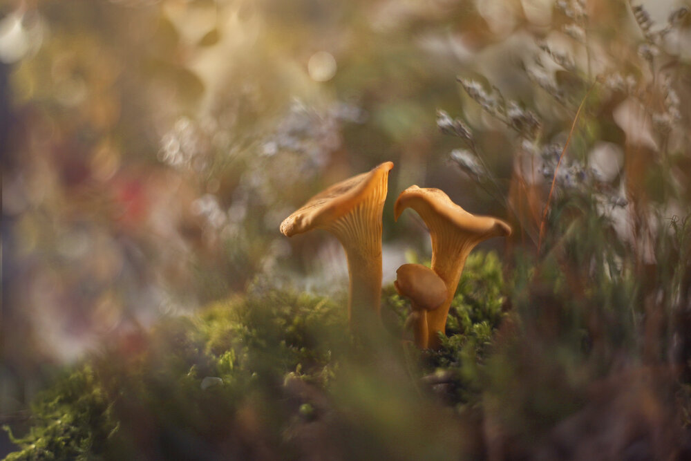 Photograph by Алина Евсеева
