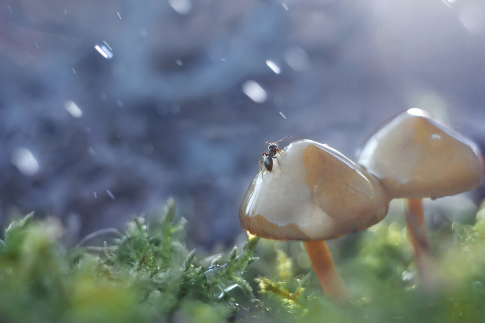 Photograph by Алина Евсеева