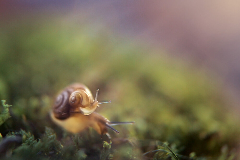 Photograph by Алина Евсеева