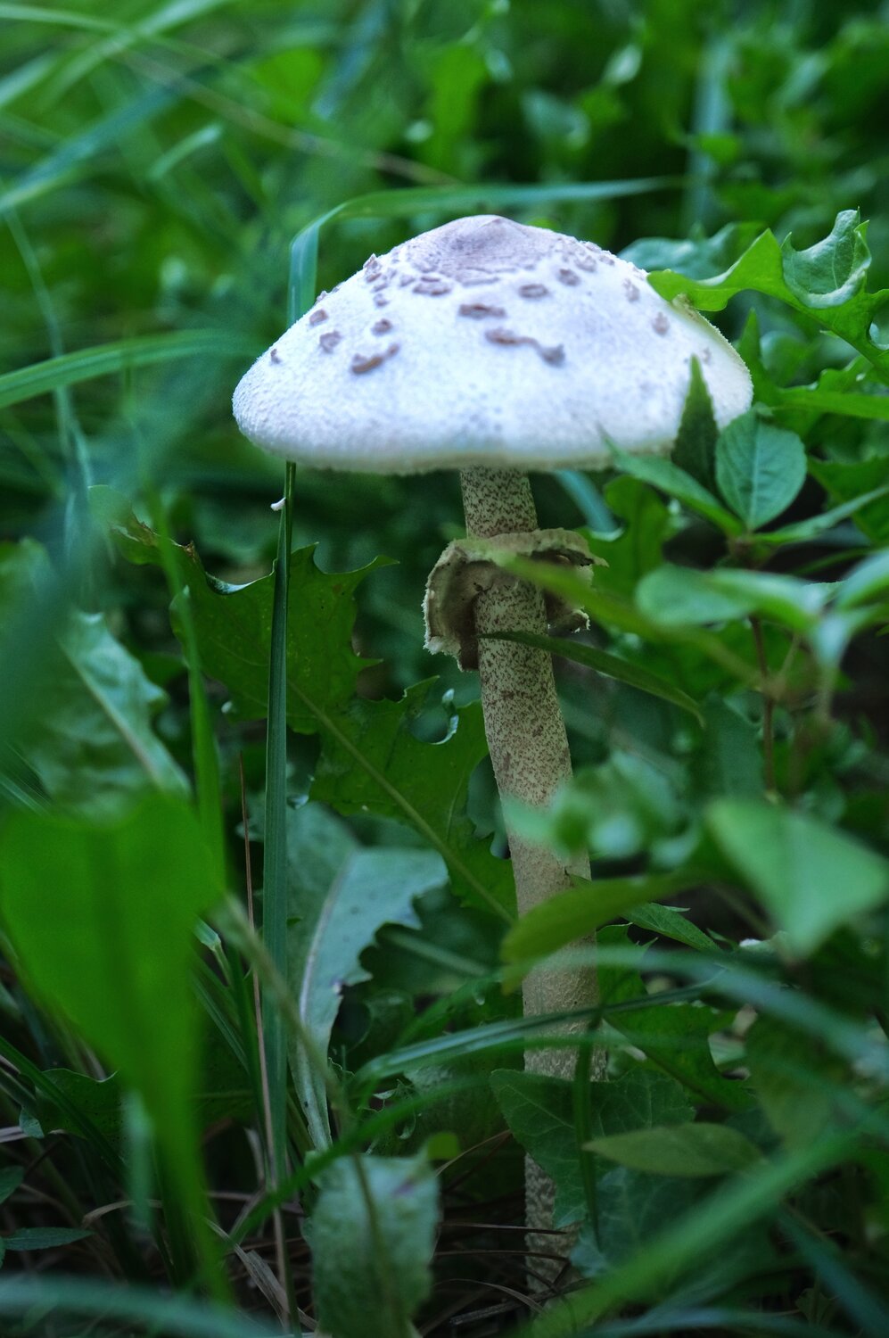 Photo #13970999