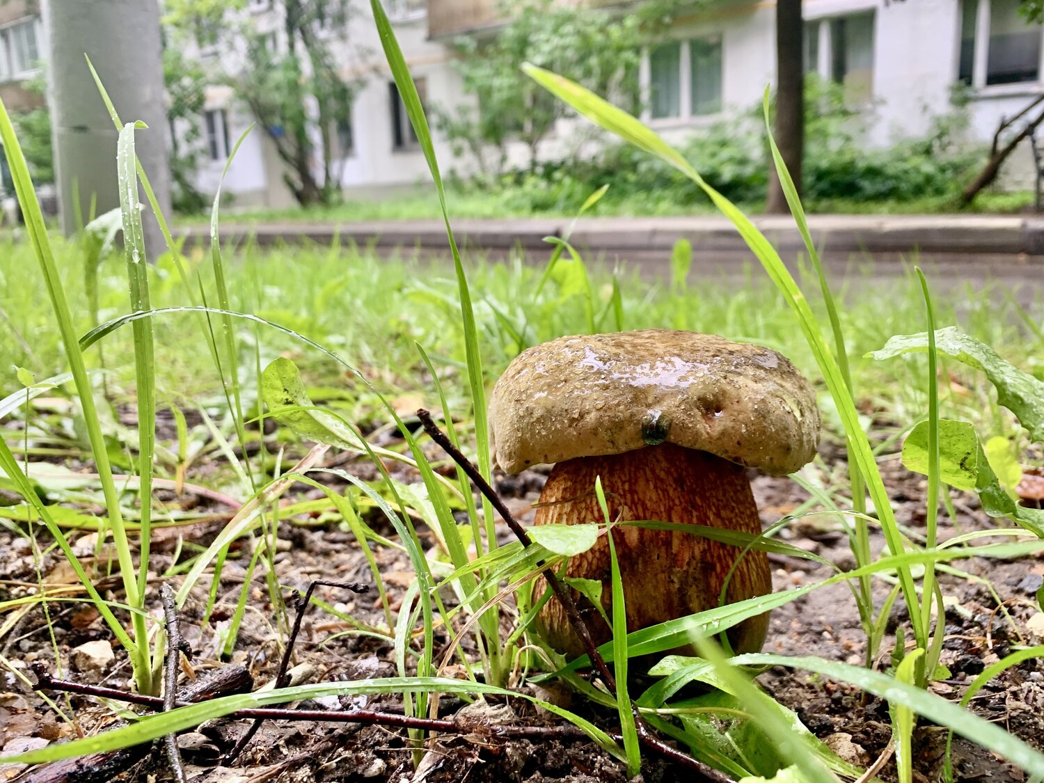 Горожанин