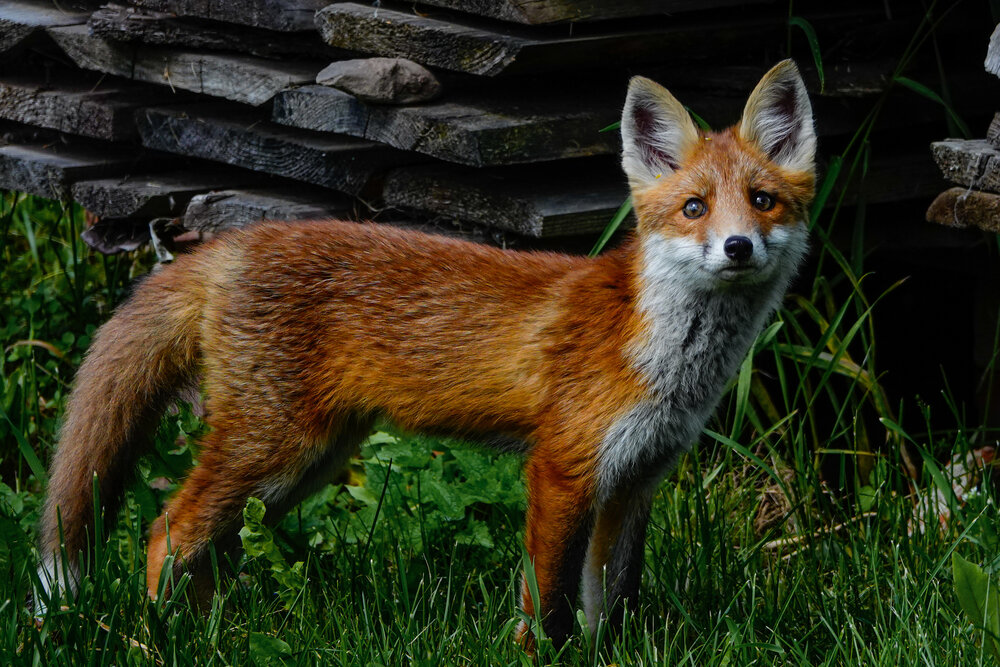 Photograph by Светлана Каравайская