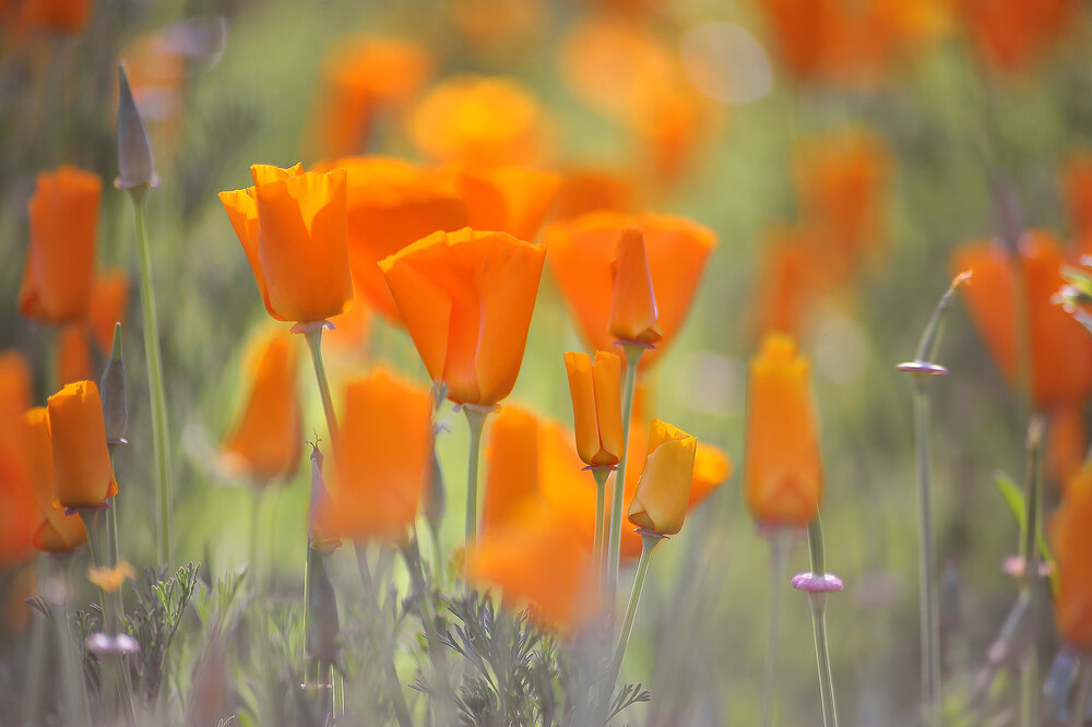 Photograph by Farid Ataei
