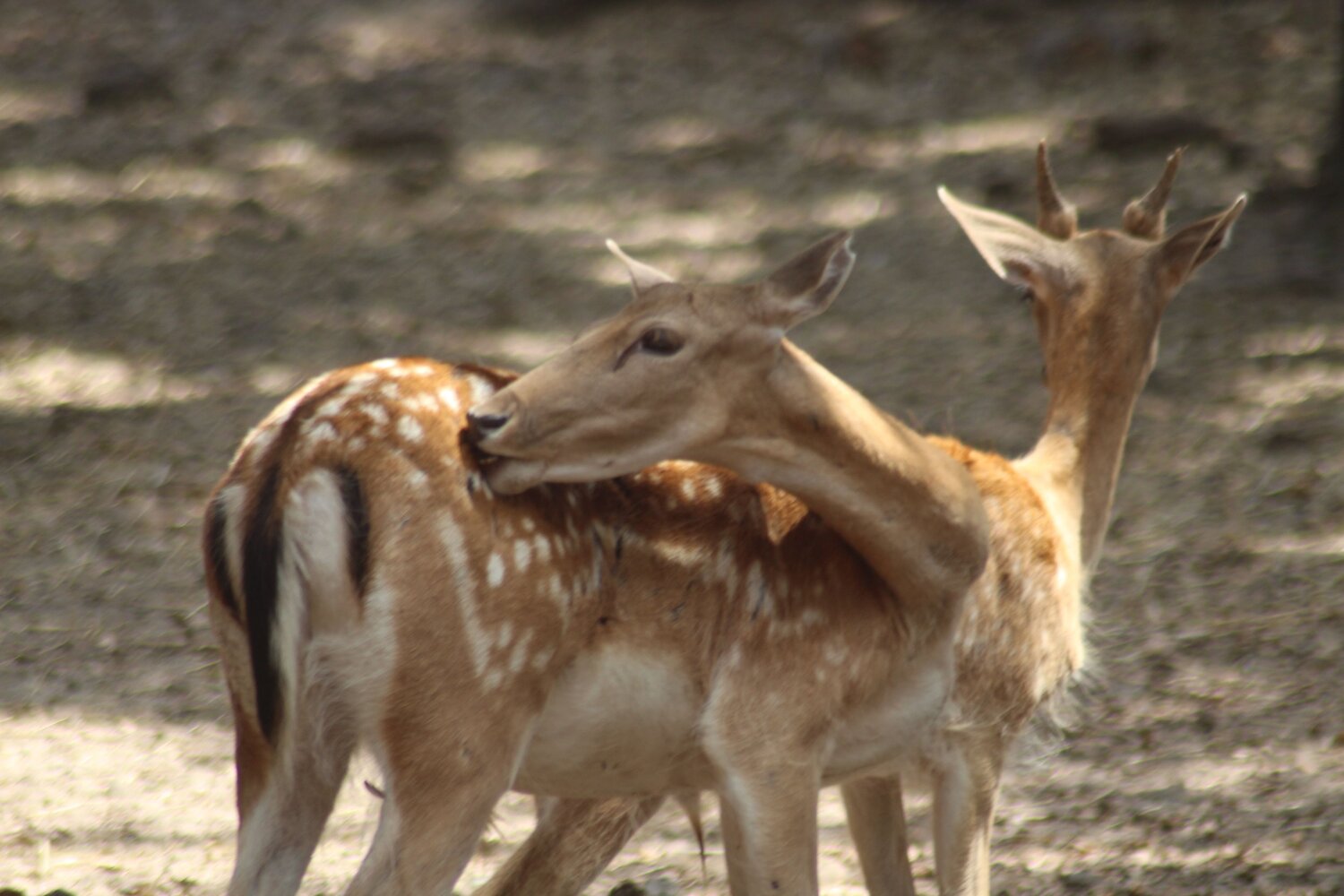 Photo #13971187