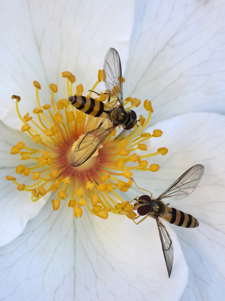 Photograph by Елена Чулюнина