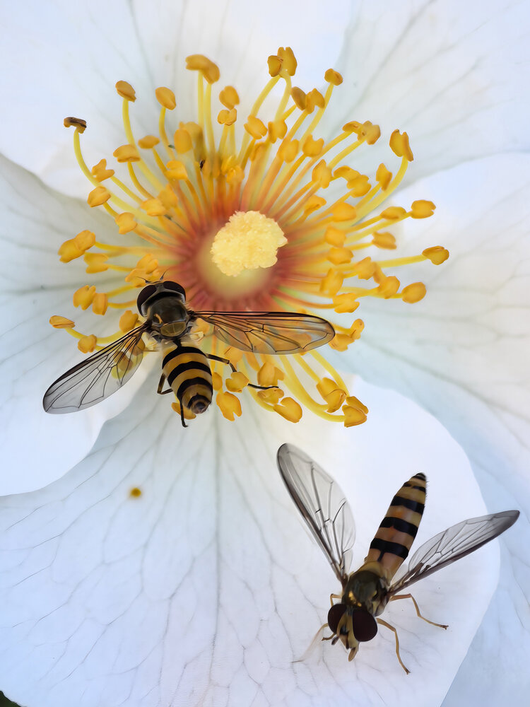 Photograph by Елена Чулюнина