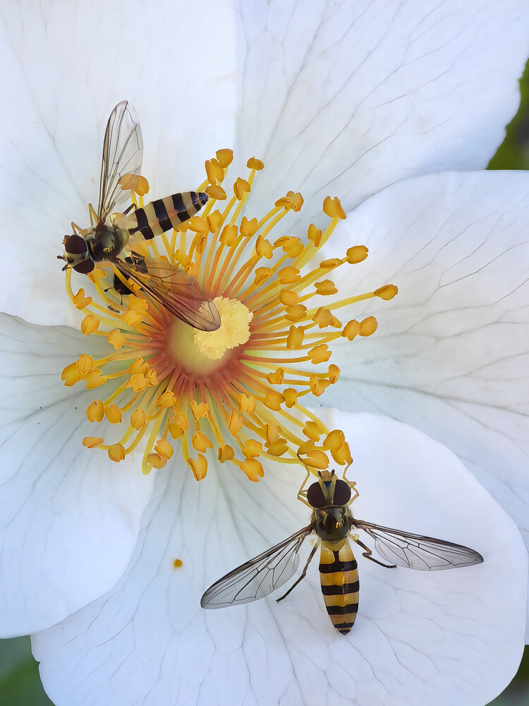 Photograph by Елена Чулюнина