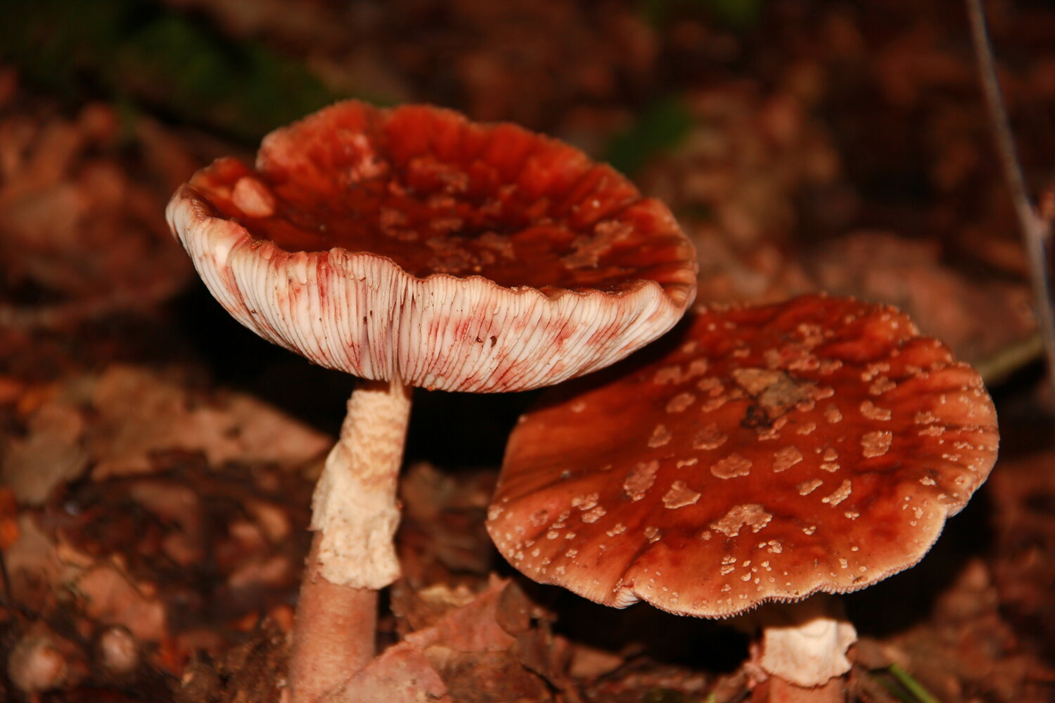 Photo #13971208
