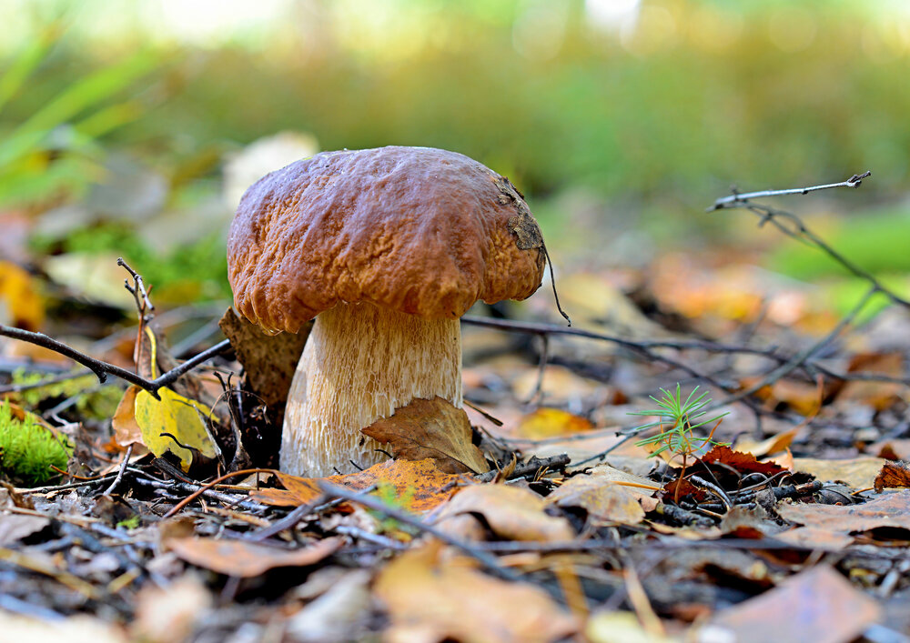 Photograph by Юрий Бичеров