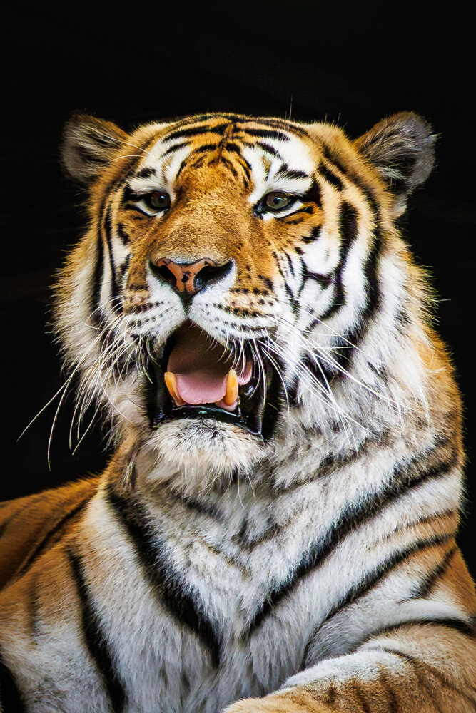 Photo #13971286