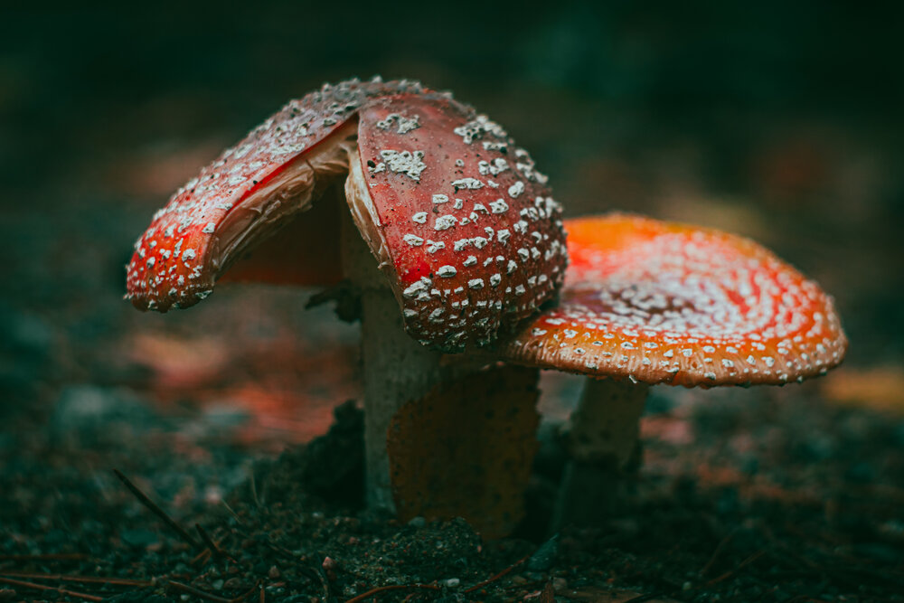 Photograph by Александра Раева
