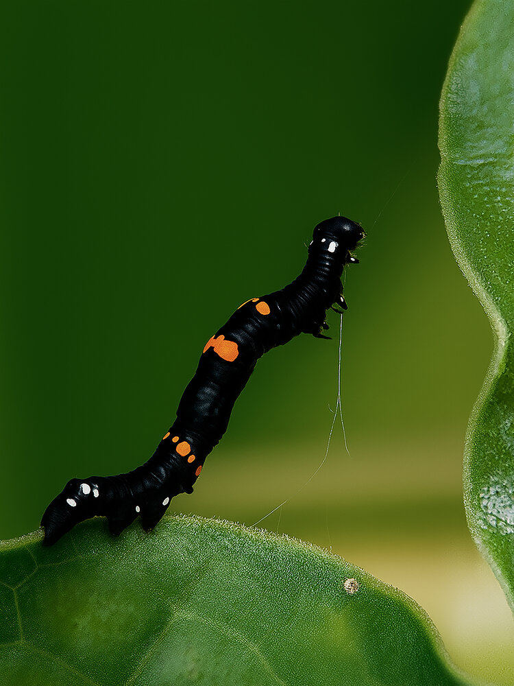 Photograph by Yainyt Alcazar Delgado