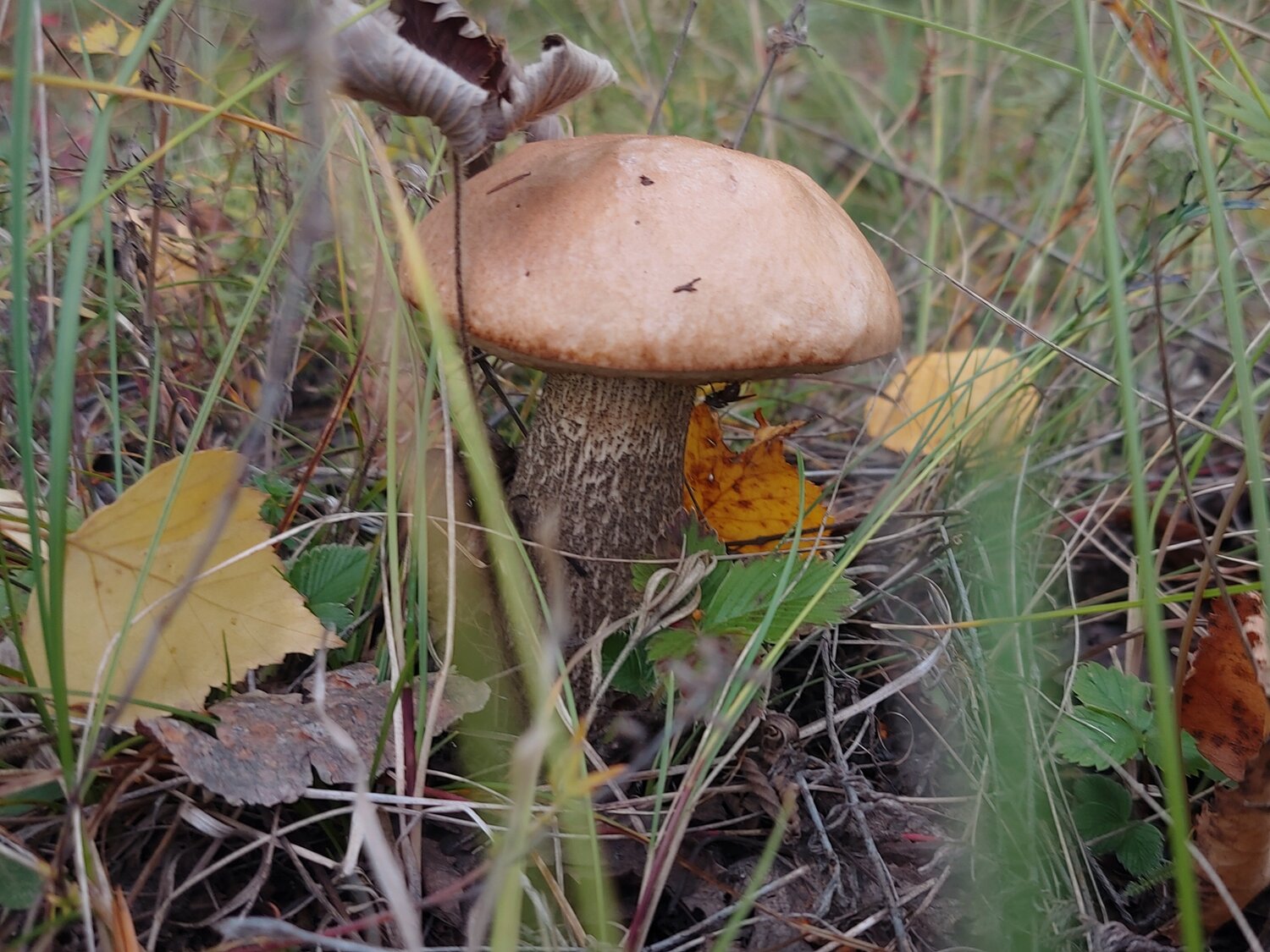 Photo #13971474
