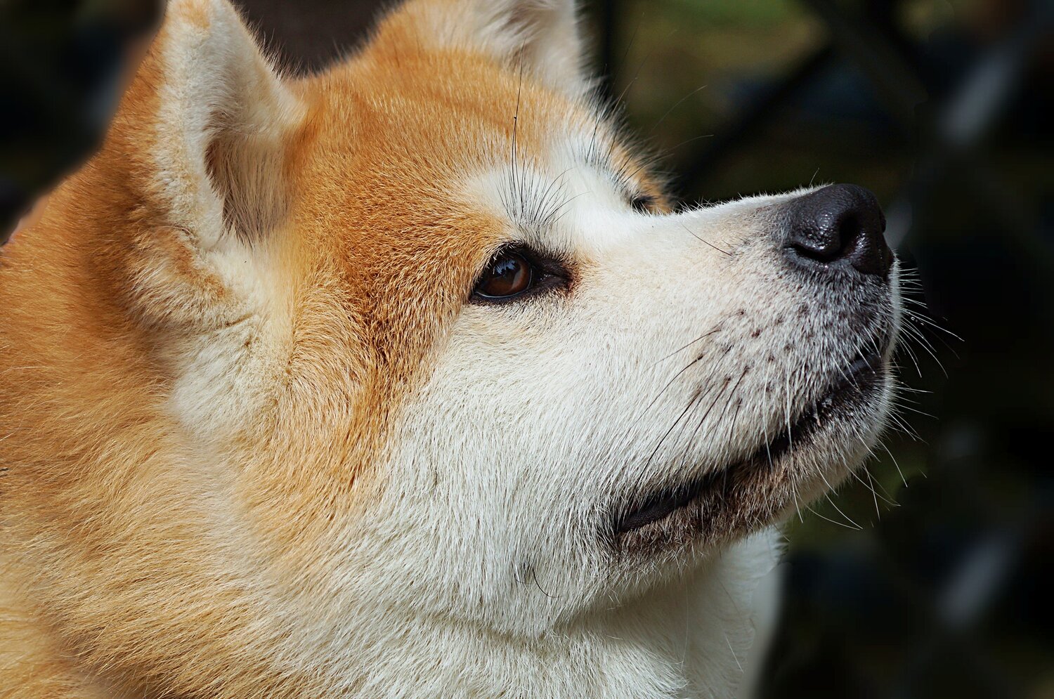 Photo #13971501