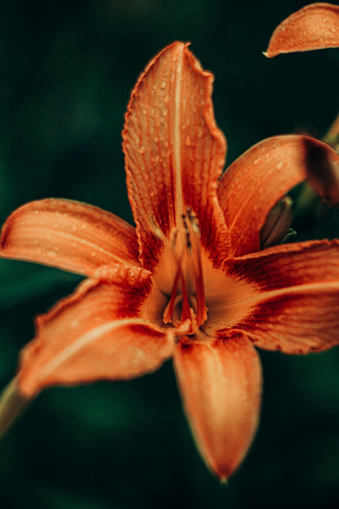Photograph by Алиса Исаева
