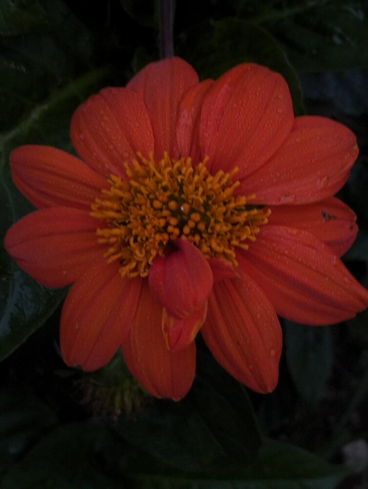 Deep Orange
