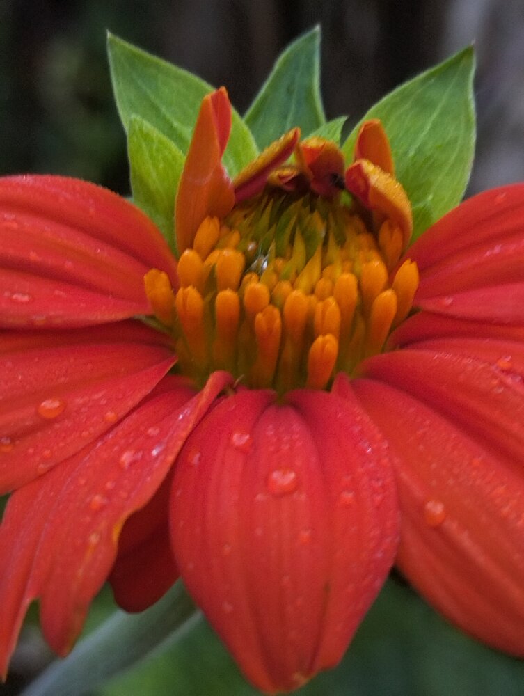 Orange Green