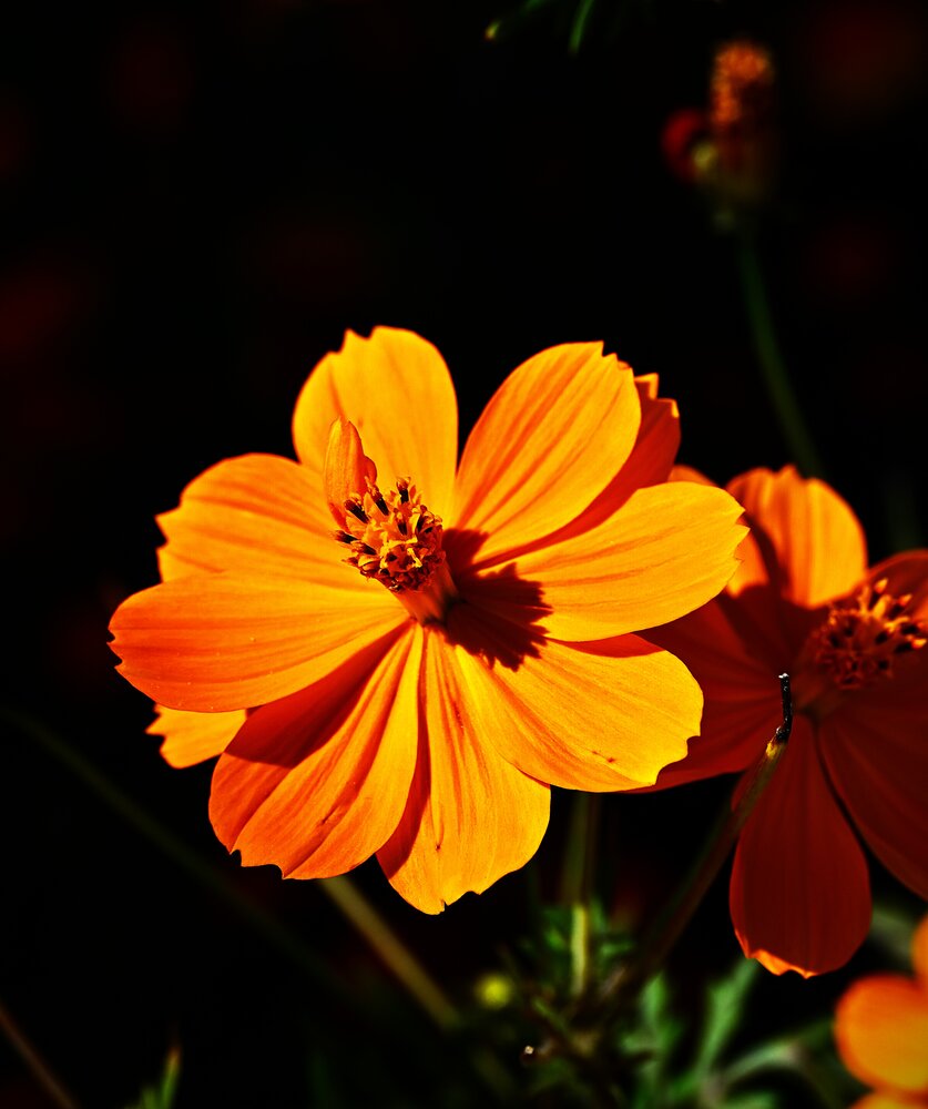 Photograph by Raushan Kumar