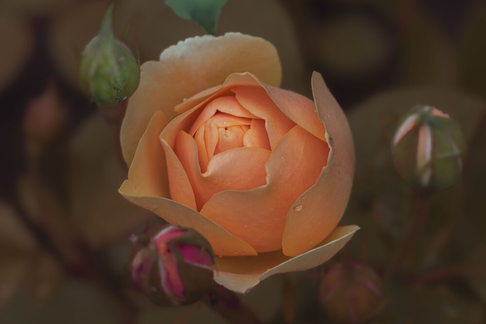 Photograph by Борис Полтавец