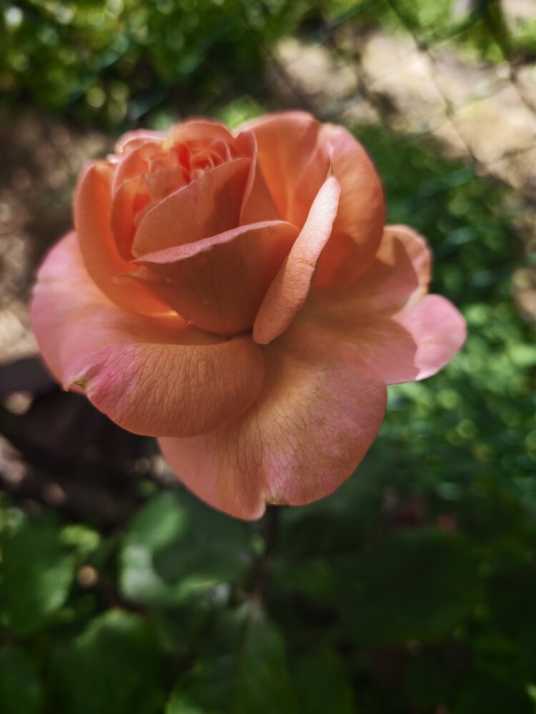 Photograph by Елена Пархоменко