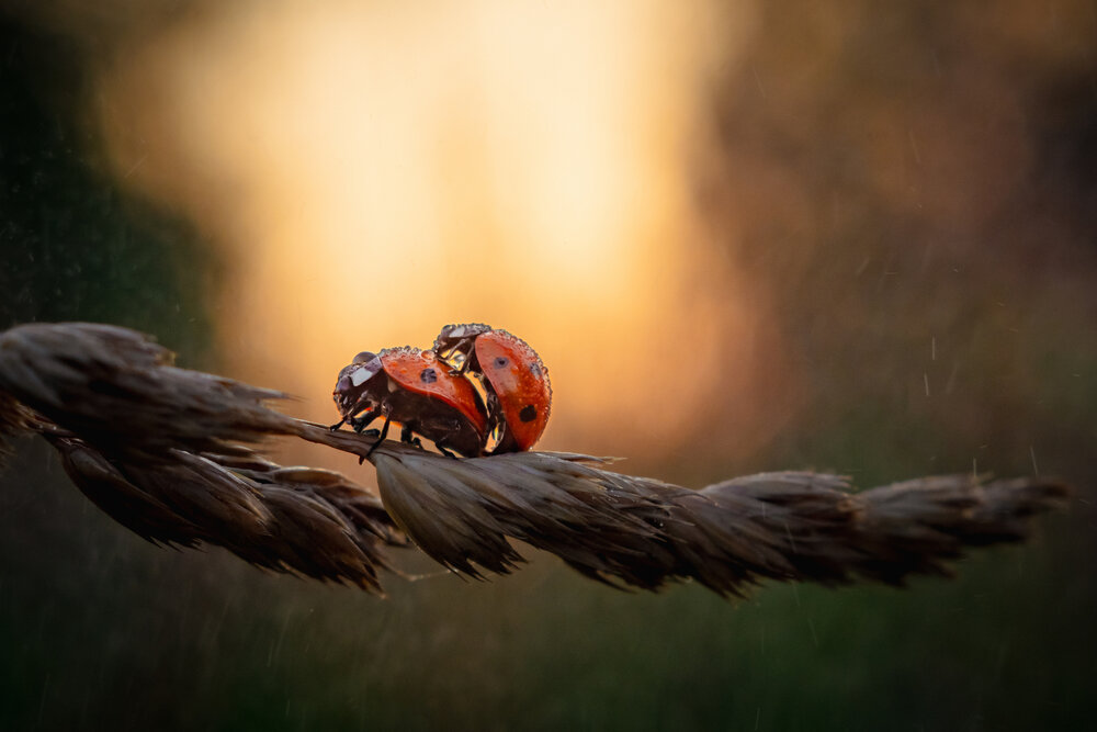 Photograph by Тамара Сахарова