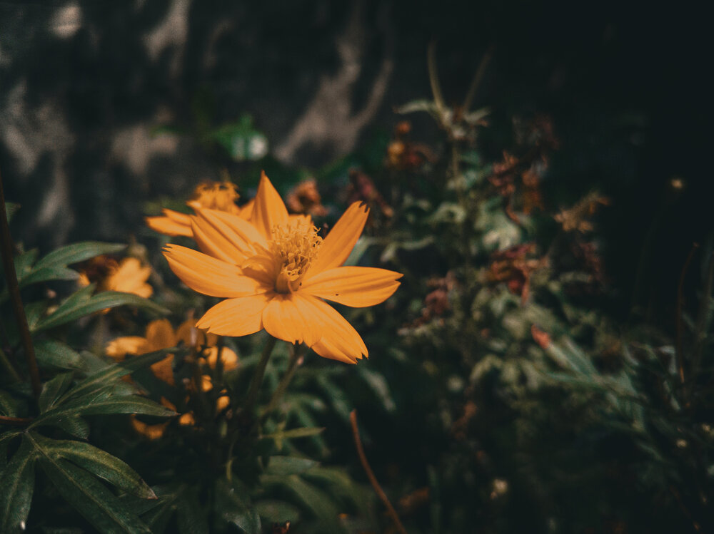 Photograph by Sagnik Chowdhury