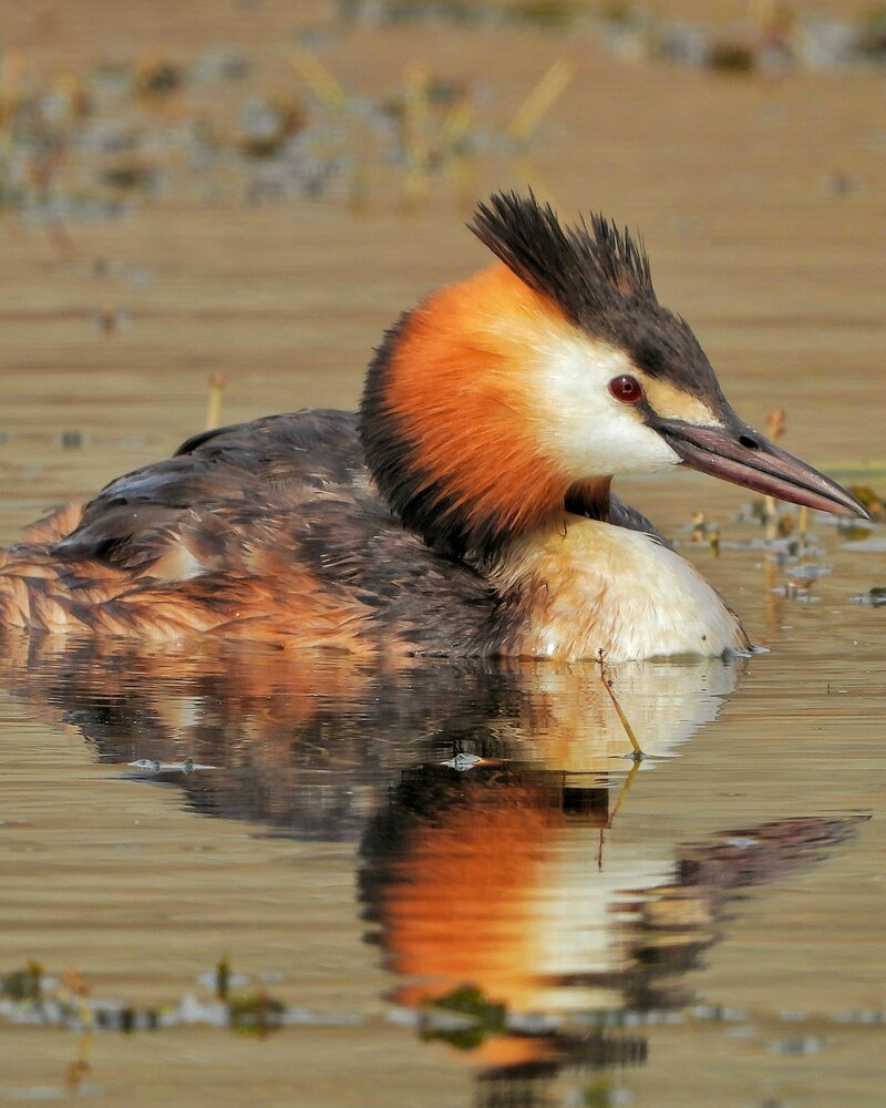 The Golden Reflection of Great Crested Grebe\"
