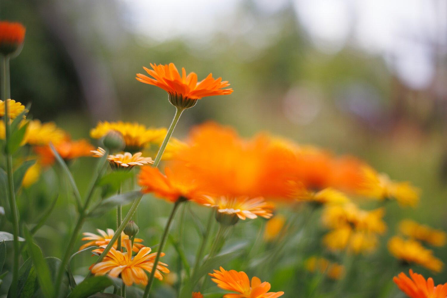 Calendula officinalis