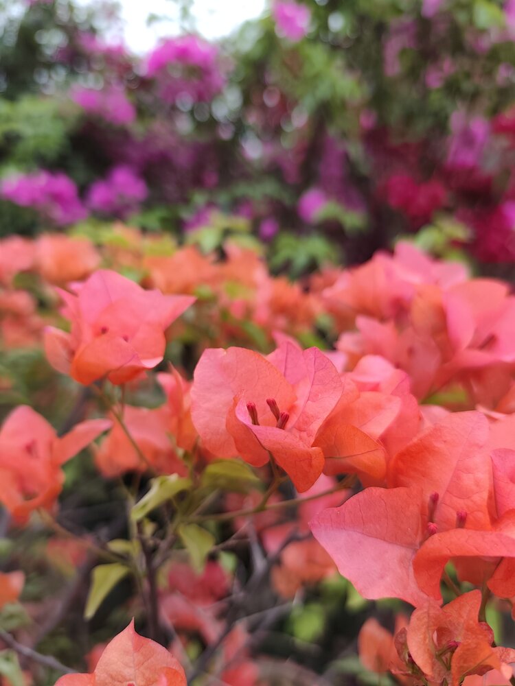 Photograph by Chandrika Ghoshal