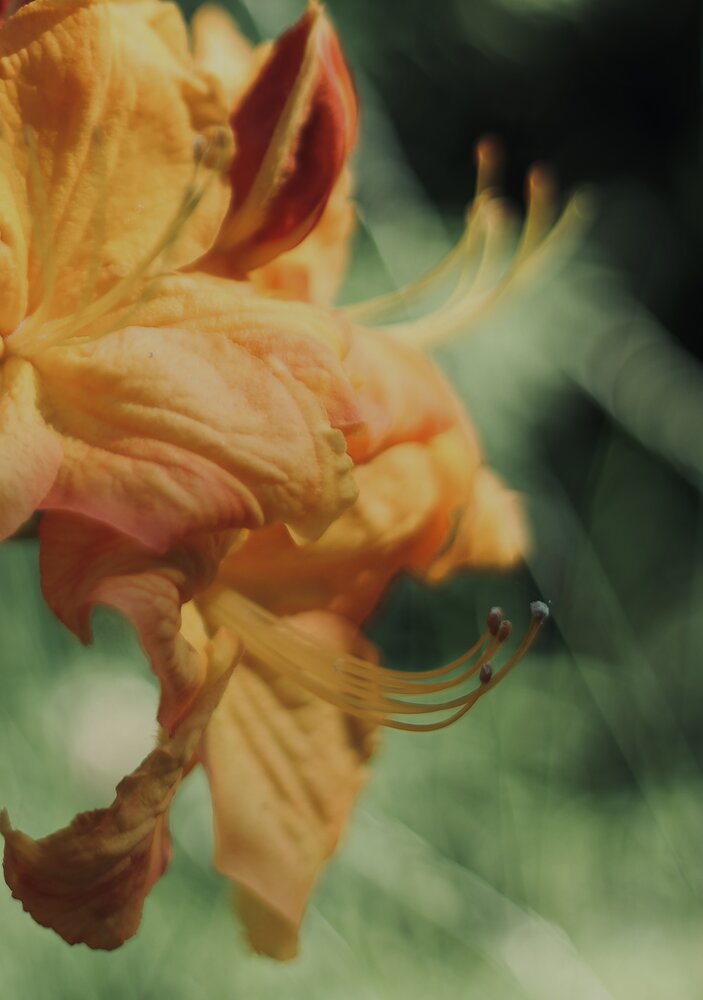 Photograph by Alexandra Ivanchikova