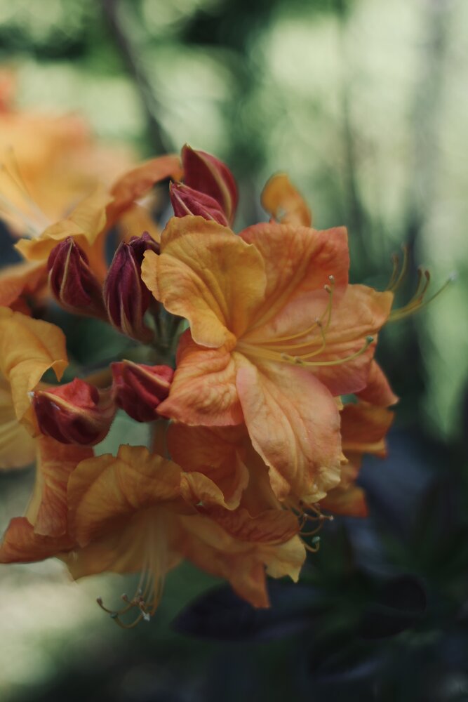 Photograph by Alexandra Ivanchikova