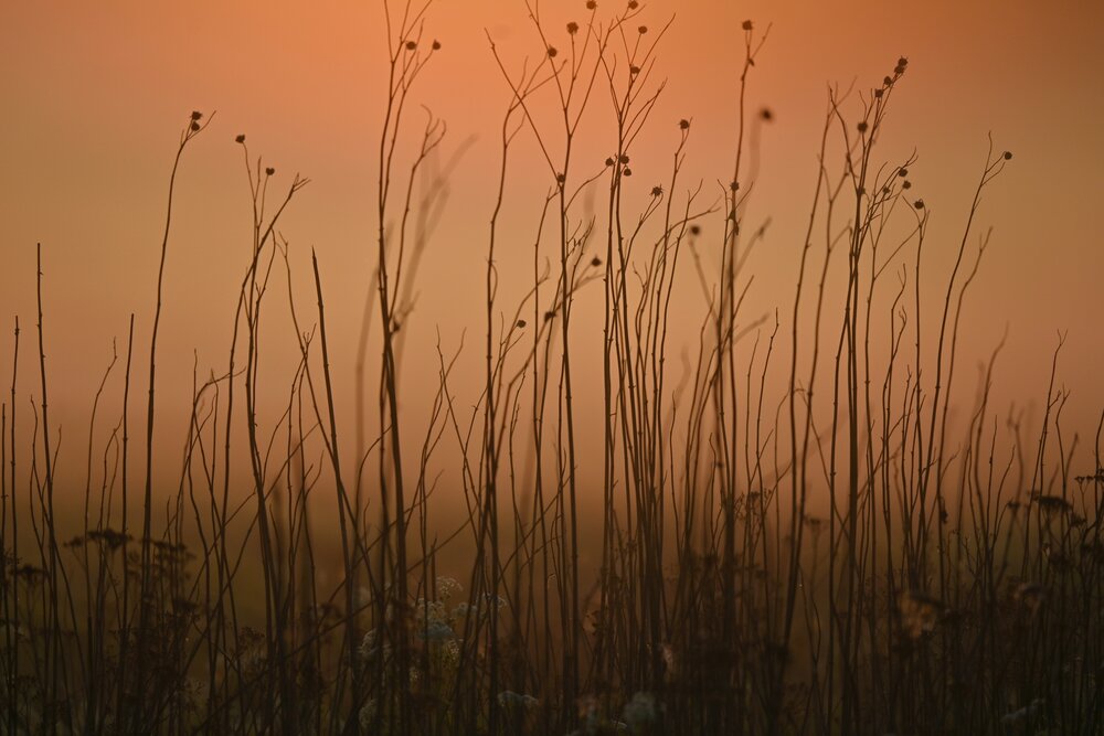 Photograph by IRINA FILIPPOVA