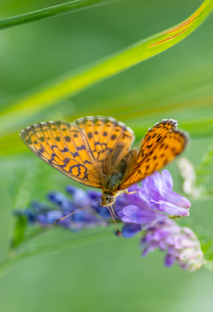 Photograph by Александра Плискова